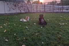 Request Quote: In Harmony Pet Care - Private Dog Trainers - Bluffdale, UT