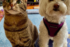 Request Quote: Experienced Pet Sitter - In Home Pet Sitting  - San Francisco, CA