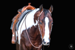 Request Quote: Truluck Pet Photography - Fort Bliss, TX