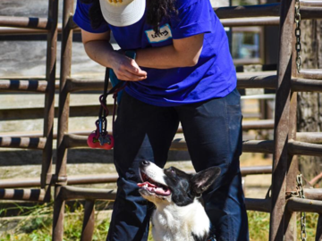 Cathy practicing with her dog Fozzie to get ready for Farm Dog Certification test