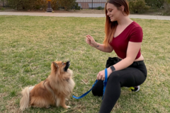 Request Quote: PupHub Dog Training - Puppy and Dog Certified Trainers - Santa Ana, CA