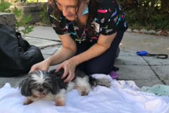 Request Quote: Paws and Tails Reiki - Animal Massage Care - Clearwater, FL