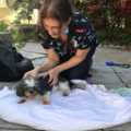 Paws and Tails Reiki - Animal Massage Care - Clearwater, FL