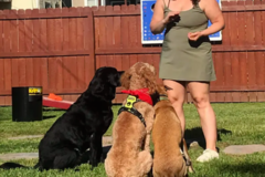Request Quote: Maren Lavelle - Certified CCPDT Private Dog Trainer - Montclair, NJ