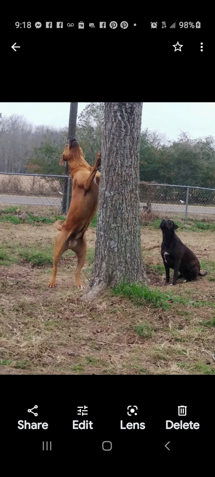  Wendy Mouser USDA Pet Transportation Nationwide