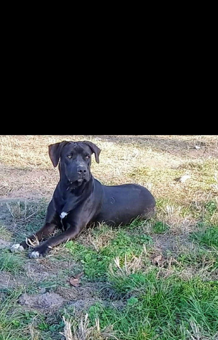  Wendy Mouser USDA Pet Transportation Nationwide