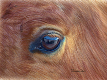 Horse portrait - colored pencil
