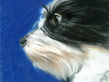 Dog portrait, profile - colored pencil