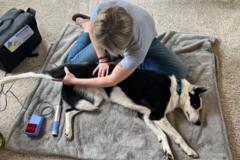 Request Quote: Laurie's Canine Massage and Laser Therapy LLC - Sparta Township, NJ