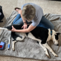Laurie's Canine Massage and Laser Therapy LLC - Sparta Township, NJ