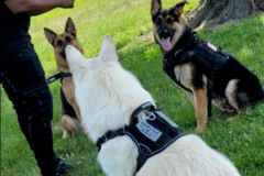 Request Quote: Maggie's K9s - Private Dog Training Service - Harrisburg, PA