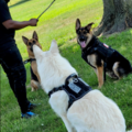 Maggie's K9s - Private Dog Training Service - Harrisburg, PA