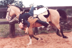 Request Quote: Warrior of Light Animal Communicator Energy - Animal Reiki - Nationwide