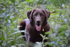 Request Quote: Fur, Fins, and Feathers, LLC - Pet Sitting and Dog Walking - Summit, NJ