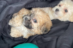 Request Quote: Amanda‘s Road Trip and Flight Pet Transport - Nationwide
