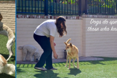 Request Quote: Alcala Country Pet Resort and Private Dog Training - Encinitas, CA