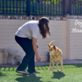 Alcala Country Pet Resort and Private Dog Training - Encinitas, CA