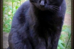 Request Quote: Jesses Gift - Animal Reiki - Nationwide