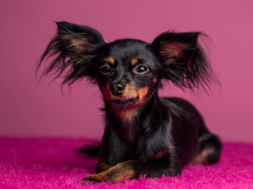 This is Natasha, our very own Russian Toy!