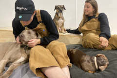 Request Quote: Dogdrop Dog Daycare Center - Modern Dog Care Services - Los Angeles, CA