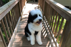 Request Quote: Professional Pet Care - Dog Boarding and Dog Grooming  - Harrison, AR