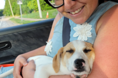 Request Quote: Brenda - Professional Pet Sitter - Cary, NC