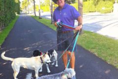 Request Quote: Village Pet Pals - Pet Sitting and Dog Walking Services - Palm Beach, FL