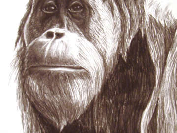 Sketch of Busar, a young adult male orangutan I met while a primate keeper at Zoo Atlanta - I think he lives at Sedwick County Zoo now?