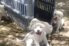 Request Quote: Claws To Cuddles - In Home Private Dog Training  - American Fork, UT