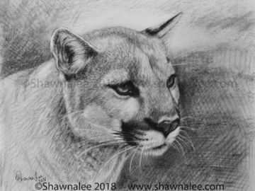Eastern Mountain Lion "Takoda" rendered in Charcoals.