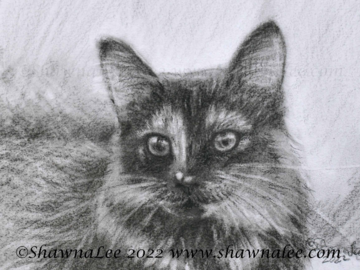 "Truffles", a gorgeous kitty rendered in Charcoals.