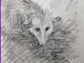 A from-life sketch of an opossum during the Catherine Violet Hubbard Sanctuary's Butterfly Party 2022 - rendered in Charcoals.