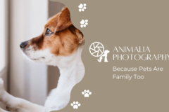 Request Quote: Animalia Pet Photography - Conroe, TX