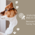 Animalia Pet Photography - Conroe, TX
