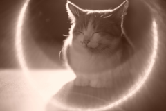 Request Quote: Kindred Spirit Light Journeys - Animal Reiki Care - Nationwide