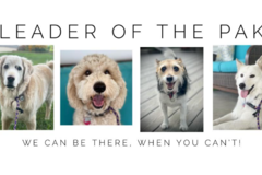 Request Quote: Leader of the Pak - Pet Sitting and Dog Walking Services - St Leonard, MD