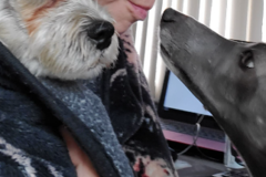 Request Quote: Carolee Barry - In Home Pet Sitting Services - New Port Richey, FL