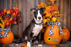 Request Quote: On-Site Pet Photography - Buckeye, AZ