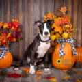 On-Site Pet Photography - Buckeye, AZ