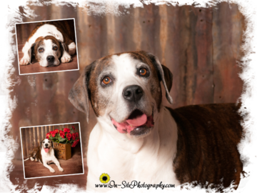 Pet portraits of mature dogs, Www.On-SitePhotography.com pet friendly studio