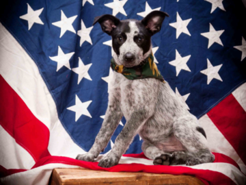 All American pup, puppy photos, dog photographers, puppy photographer, www.On-SitePhotography.com buckeye, 