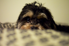 Request Quote: Park Slope Pups - Dog Walking and Pet Sitting Services - Brooklyn, NY