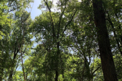 Request Quote: Bamboo Pets - Dog Sitting and Walking Service - Cedar Creek, TX