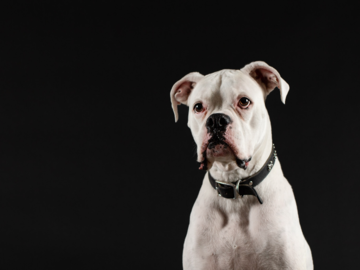 White Boxer Dog in Boxborough MA Studio