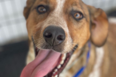 Request Quote: The Collar Club - Pet Boarding and Sitting  - Philadelphia, PA