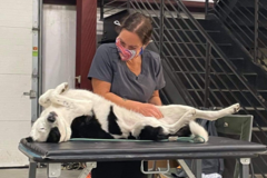 Request Quote: Renew Pet Massage LLC - Elkhorn, NE