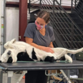 Renew Pet Massage LLC - Elkhorn, NE