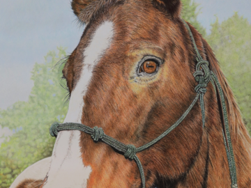 Zeke - Painted Horse