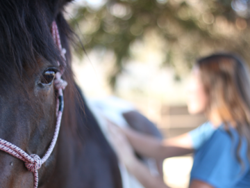 The eyes are a window to the soul. A horses eyes tell me so much throughout a bodywork session.