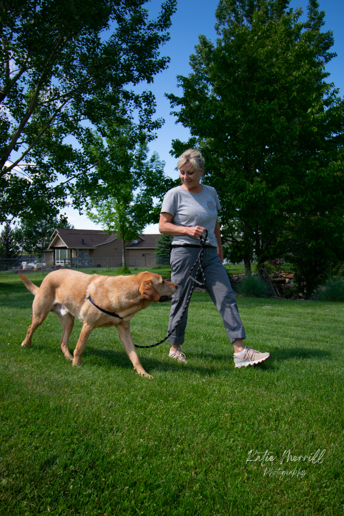 Dog Training Courses Skillbreak atelieryuwa.ciao.jp